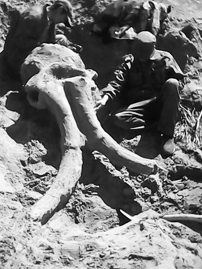 黄河象化石挖掘现场