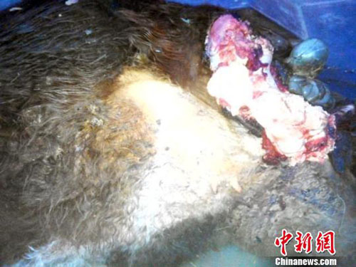 吉林山村现“极危”远东豹 捕食300斤母牛