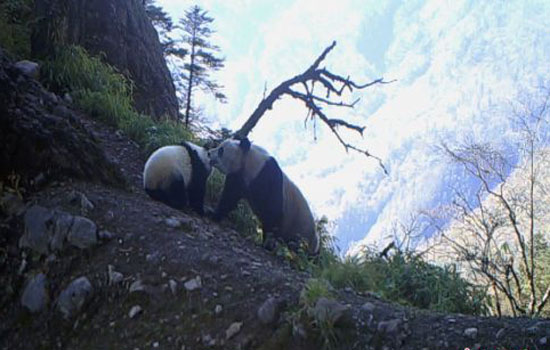 鞍子河野生动物之美：大熊猫妈妈带熊猫宝宝散心