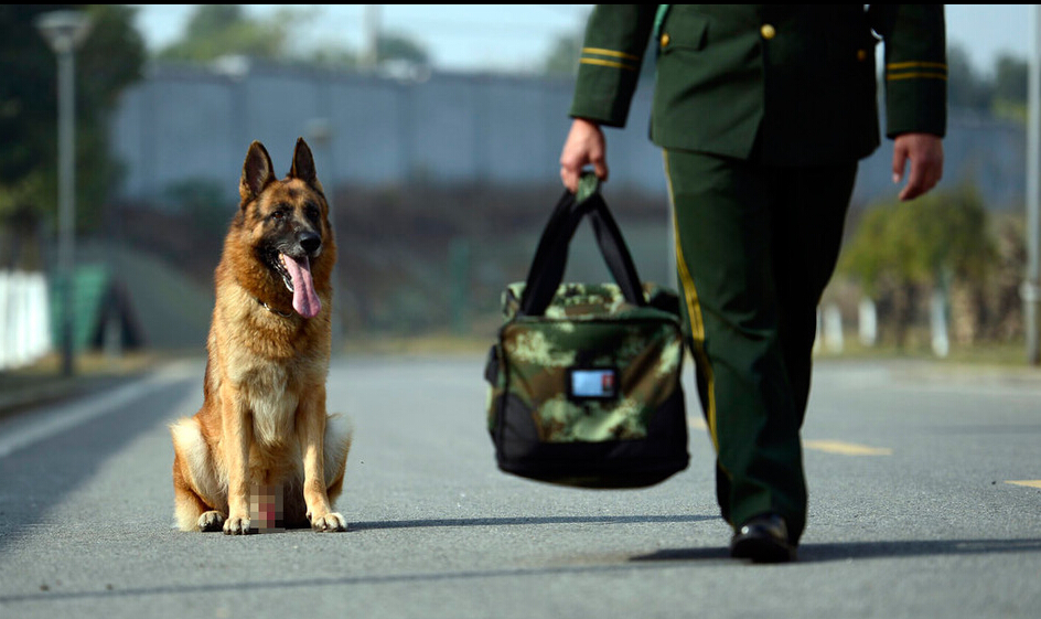 训犬员退伍 警犬紧咬主人行李不放