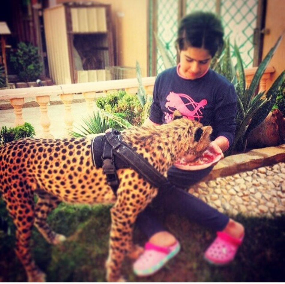 沙特10岁女孩养豹子当宠物_中国发展门户网-国
