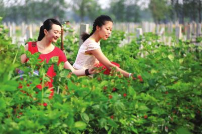 封丘县引导滩区农民种植树莓，目前已发展树莓专业合作社16家，辐射带动贫困户9000多户，户均增收1.3万元。
