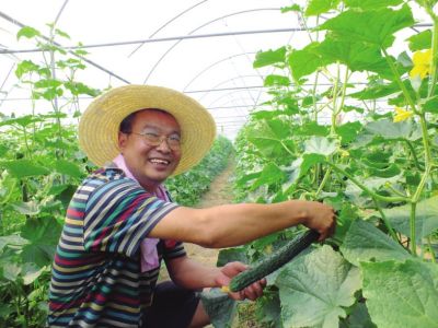 原阳县官厂乡鲁厂村蔬菜大棚占地200多亩，是县扶贫办2011年引进的科技扶贫项目，已经带动40多户贫困户脱贫致富。