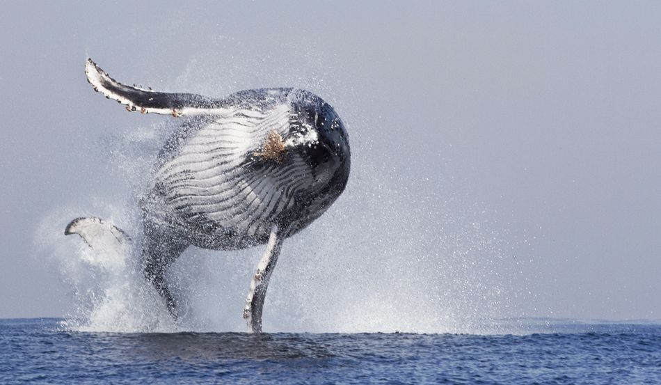 俄媒盘点2014世界30个'不思议'瞬间