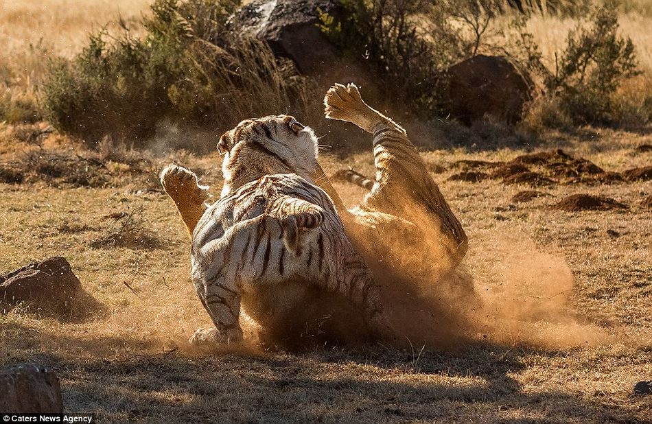 摄影师拍摄两虎打架争地盘：白虎胜