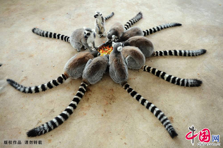 2015年1月27日，山东青岛森林野生动物世界的环尾狐猴在吃饲养员准备的“腊八粥”。 中国网图片库俞方平摄影