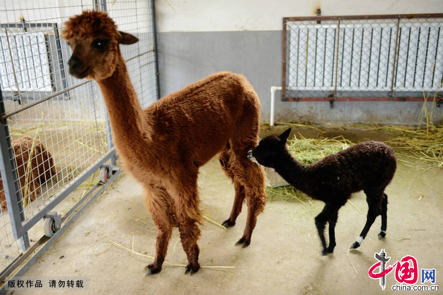 2015年1月27日，山东青岛森林野生动物世界刚出生的小羊驼在吃奶。 中国网图片库俞方平摄影
