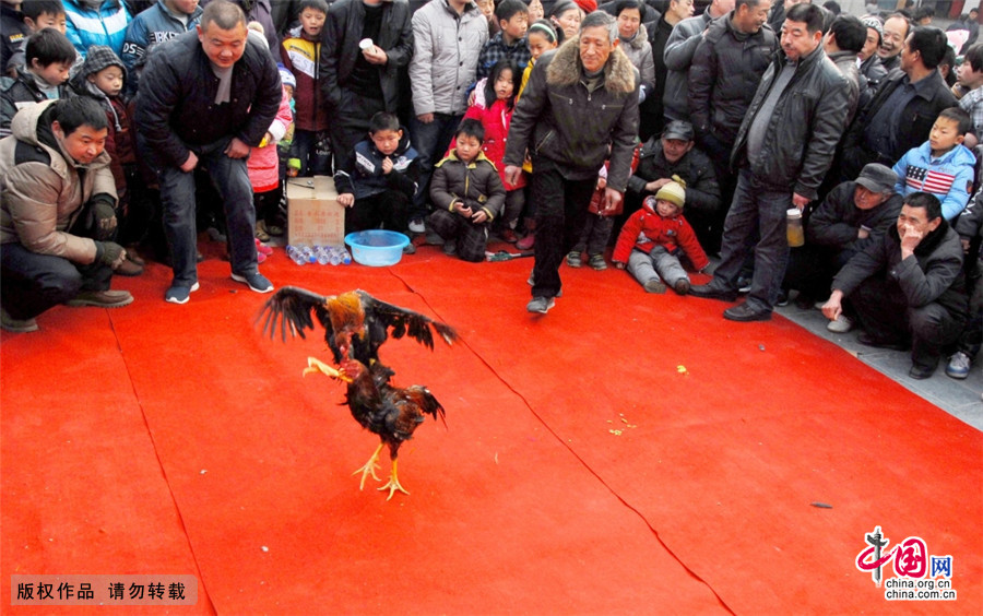 民俗斗鸡。中国是世界上驯养斗鸡的古老国家之一，在我国约有两千多年的历史，是当地重要的民间娱乐活动。中国网图片库 孙凯/摄