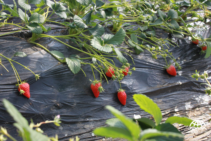 太阳村爱心农场里的草莓长势正好。中国网/中国发展门户网 魏博/摄
