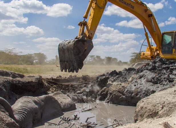 大象深陷泥坑12小时 挖掘机相救逃出