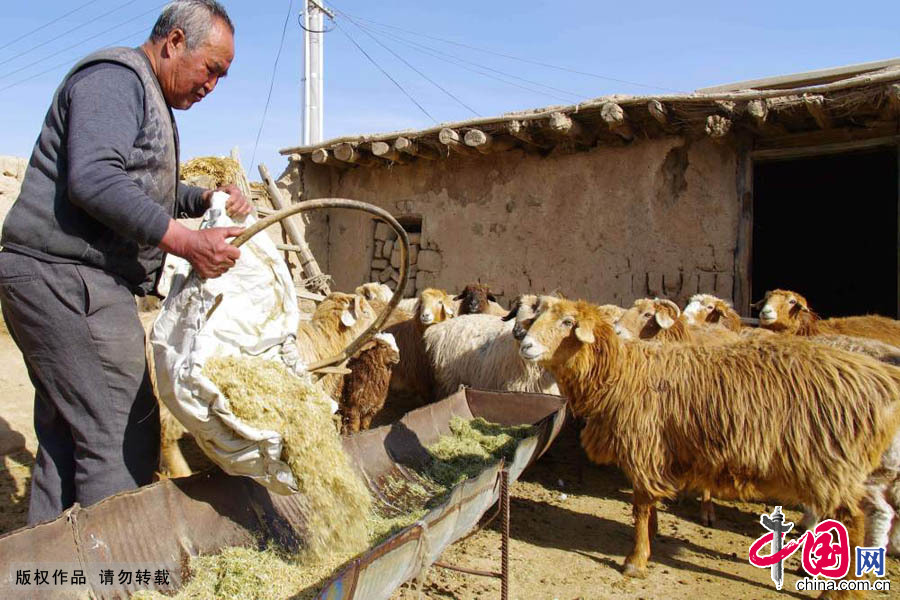  2015年3月9日，吕吉弟正在给自家和亲戚的20只羊羔倒草料。这些羊羔是吕吉弟家的重要经济来源，吕吉弟对它们的照顾格外的细心。