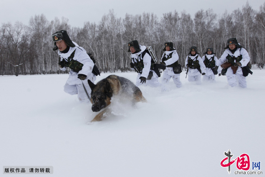  2015年3月1日，军犬宾利和战士们踏着淹没了膝盖的积雪艰难跋涉在边境线上，由于积雪对军犬宾利而言太深的缘故，它每往前走一步都要靠身体猛力跃起来，虽然很苦很累，但它丝毫不畏惧，一直冲锋在巡逻队伍的最前面。