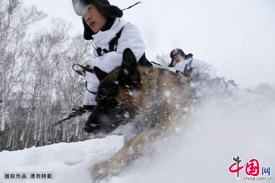 2015年3月1日，由于积雪没过了膝盖，军犬宾利和战士们巡逻起来非常消耗体力，举步维艰，原本2个小时的路程结果走了足足5个小时。