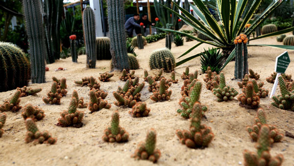四川：纳溪建成沙漠植物馆 涵盖各地沙漠植物50余种