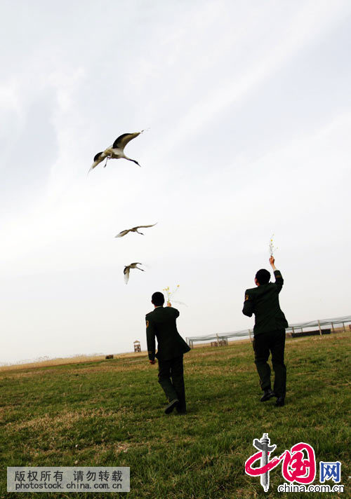 2015年4月23日，江苏盐城边防支队官兵与丹顶鹤“共舞”。中国网图片库 章善玉摄影