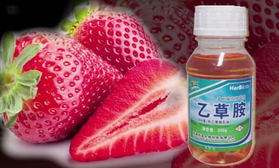  曝草莓种植普遍使用违禁农药 长期食用或致癌