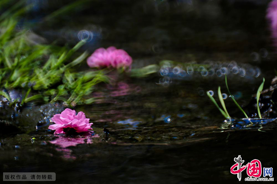 春时节的一条小溪中，桃花以另外一种形式构成唯美的景象。中国网图片库 王海滨摄