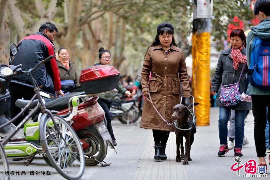 【中国故事】你是我的眼：导盲犬的故事
