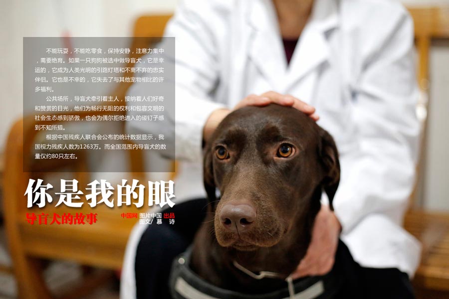 【中國故事】你是我的眼：導盲犬的故事