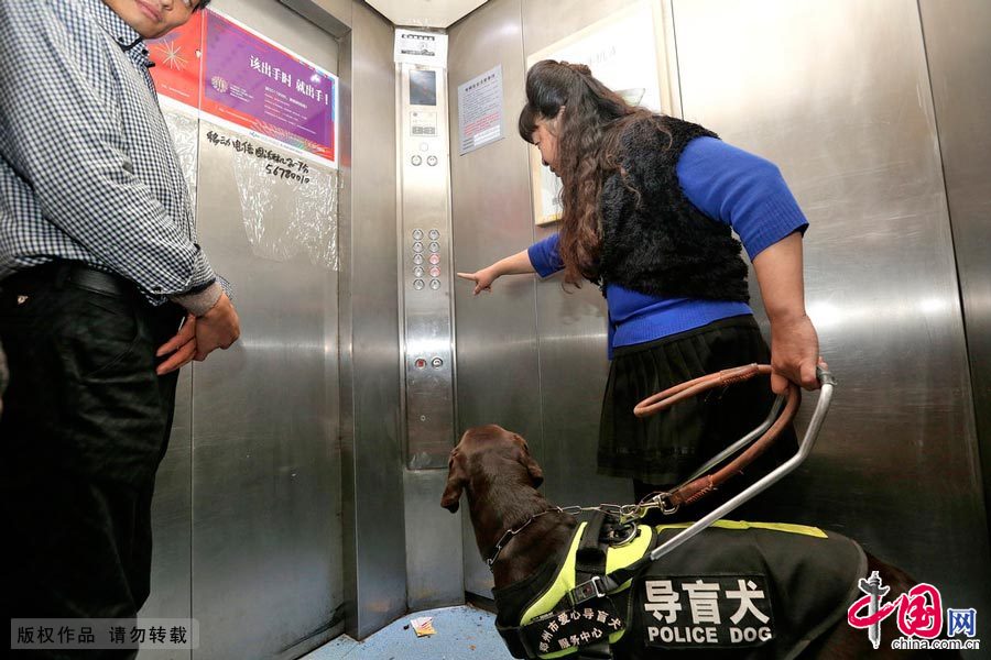 【中國故事】你是我的眼：導盲犬的故事