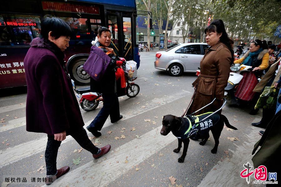 【中国故事】你是我的眼：导盲犬的故事