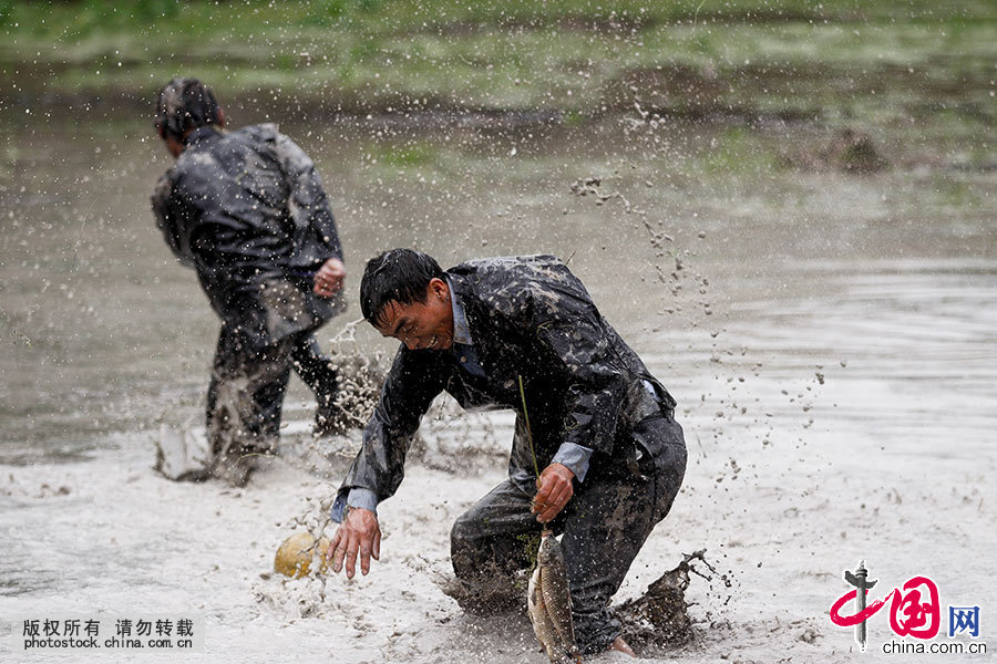  苗族姊妹节是台江苗族传统盛大的节日，展现了人类社会由母系氏族向父系氏族过渡期间的青年男女间热情奔放的情爱生活，是一个情与爱的节日,同时也是展示多姿多彩的苗族歌舞服饰艺术和丰富厚重的苗族文化底蕴的一个盛会。中国网图片库 张晖/摄