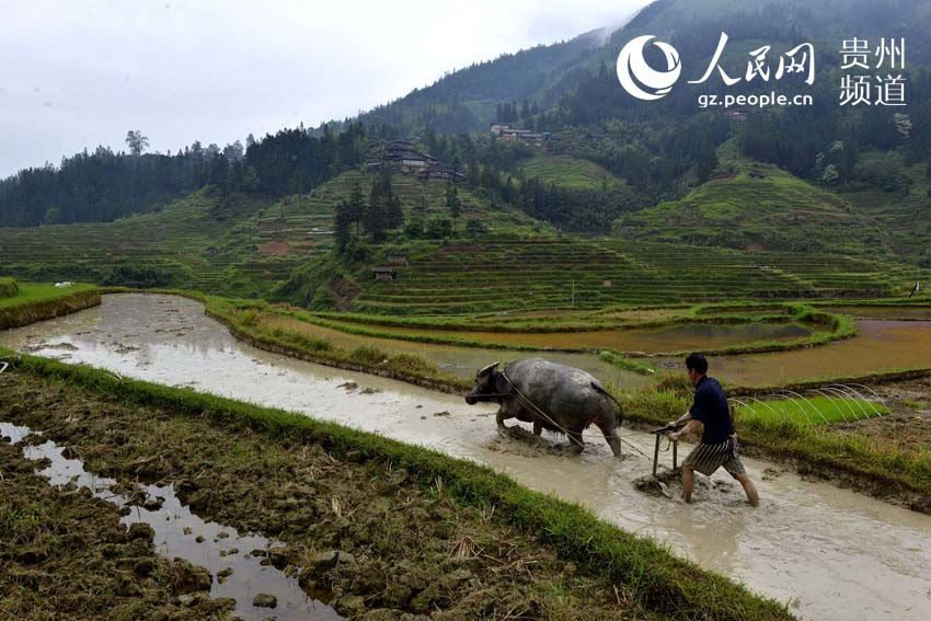 当前，地处贵州省黔东南州榕江、从江两县的月亮山地区，沿袭古老的农耕方式，在保留着中国古老稻作文化符号的万亩梯田，开始全面蓄水备夏种。在备种的梯田上，到处都有村民们劳作的身影。王炳真 摄