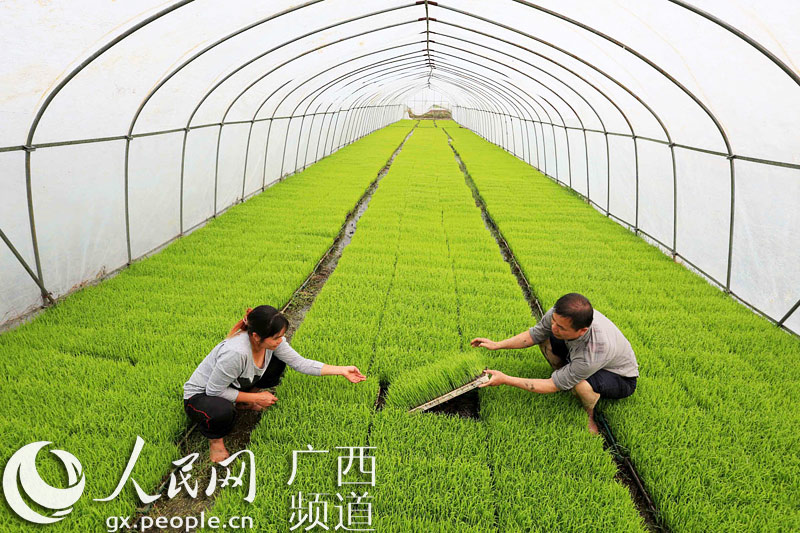 4月15日，在融安县浮石镇丽光农机合作社，技术人员在查看秧苗生长情况。谭凯兴 摄