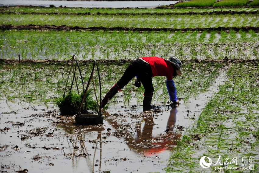 广东省自3月上旬全面拉开春耕备耕序幕，至4月下旬基本完成春耕播种。这段期间，处处上演着春耕的繁忙景象，图为4月13日，清远市清城区洲心街农民在阳光灿烂的田间抢插水稻。李作描 摄