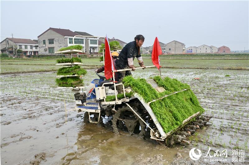 湖南益阳市资阳区全区下达早稻集中育秧面积13万亩，其中专业合作社、专业组织代育、代插4万亩。目前，抛插已基本完成。石科胜 摄