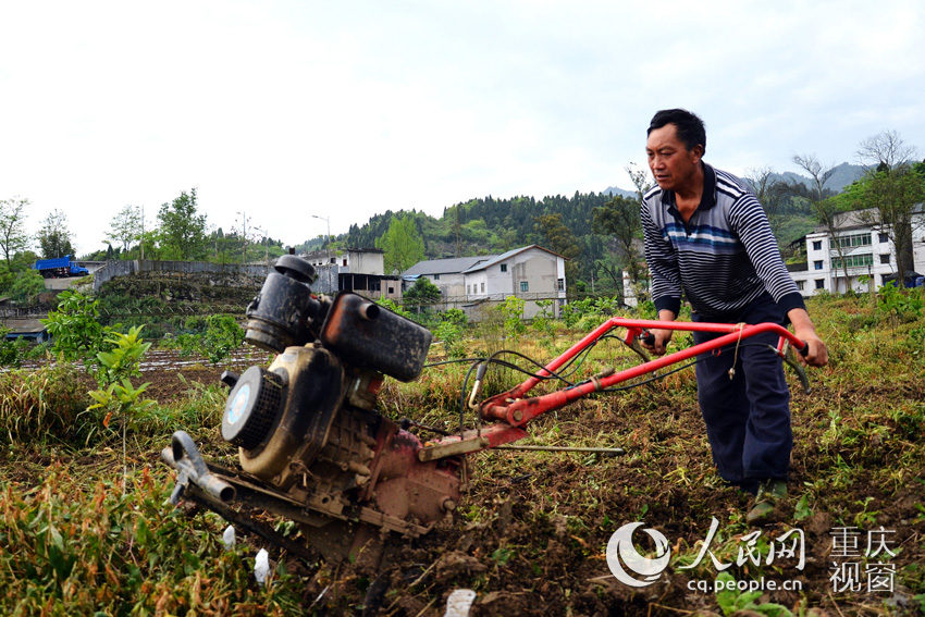 在重庆綦江区打通镇沿河村山外生态农庄的田园里，农民正娴熟的“赶”着“铁牛”忙着整地，等待降雨到来时能及时进行大春播种和幼苗移栽。 黄巧妹 唐鹏 摄