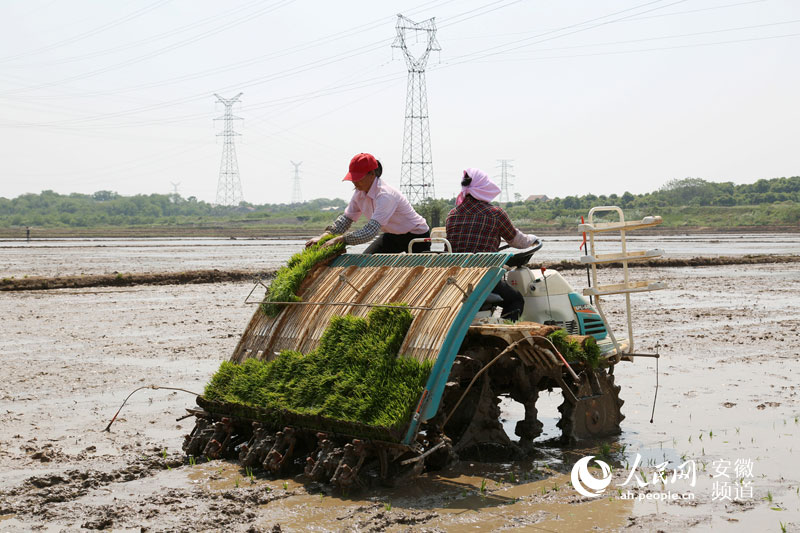 5月初，安徽省望江县高士镇农旺专业合作社800亩再生稻机插秧现场一片忙碌景象，镇农技站技术人员也在现场指导科学插秧。图为再生稻机插秧现场。鲍国华 摄