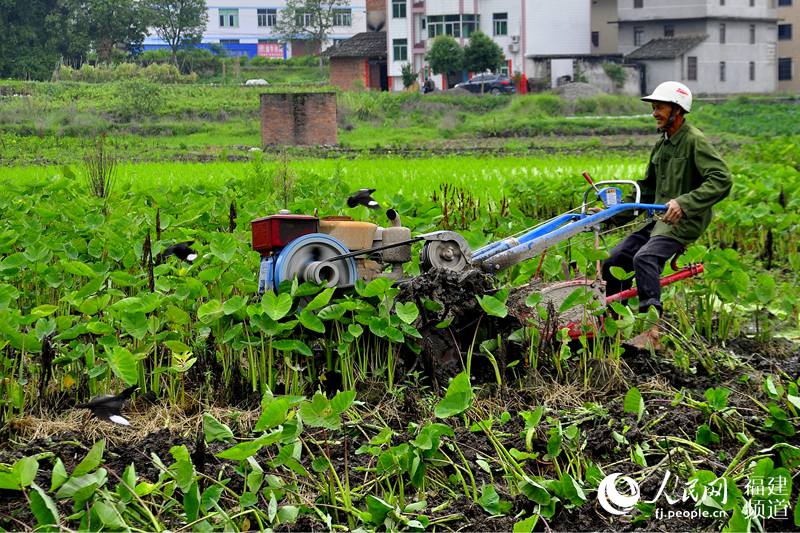 福建闽清农业科技示范户黄子宜是远近闻名的机耕好手。 吴隆重 摄