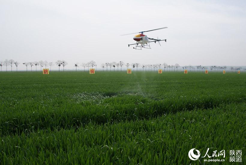 陕西富平县小麦“一喷三防”航化作业现场。张伟 摄