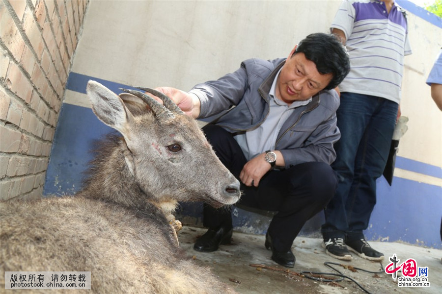 陕西渭南首次发现国家二级重点保护动物斑羚