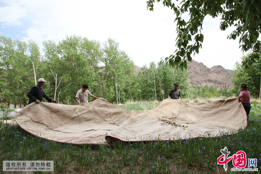 最后一层白毡是最大的，可绕毡房第三层半圈，也是比较难搭的，所以先要在草原上摆好。中国网图片库 孙继虎/摄