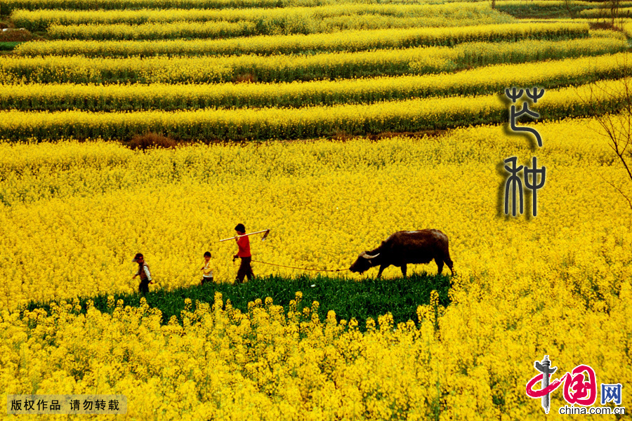 芒种 24节气 习俗 节气养生 桑葚