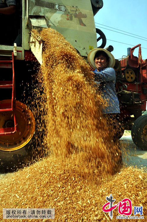 芒种 24节气 习俗 节气养生 桑葚