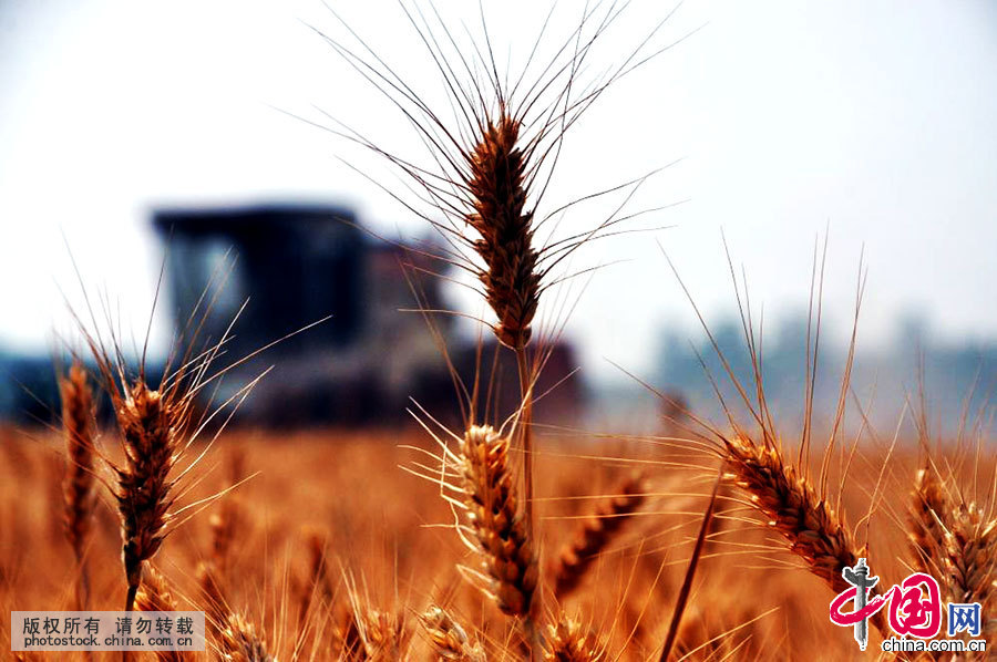 芒种 24节气 习俗 节气养生 桑葚