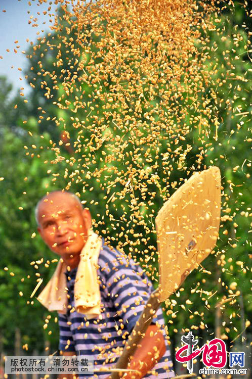 芒种 24节气 习俗 节气养生 桑葚