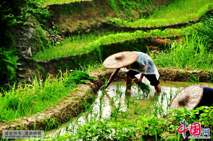 芒种 24节气 习俗 节气养生 桑葚