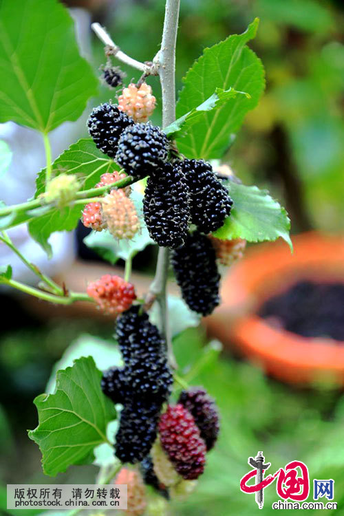 芒种 24节气 习俗 节气养生 桑葚