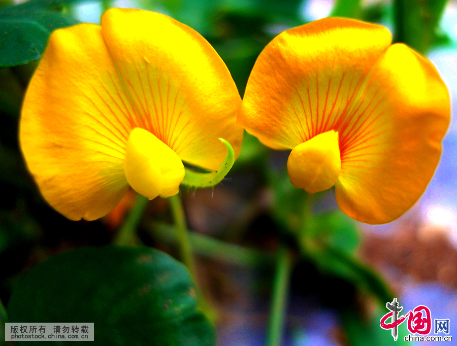 24节气小暑：少动多静 饮食需清淡【组图】