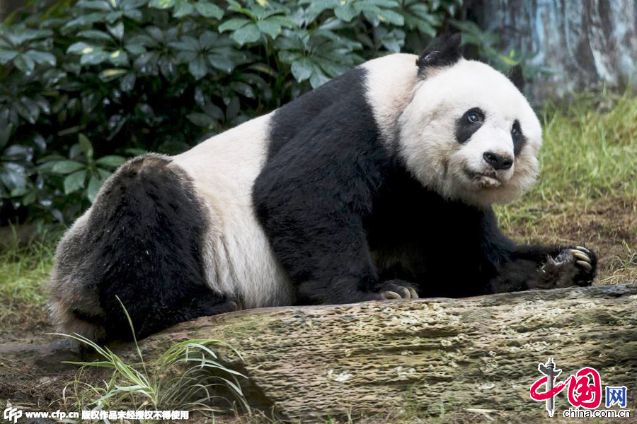 2015年7月9日，香港，36岁高龄的大熊猫佳佳。