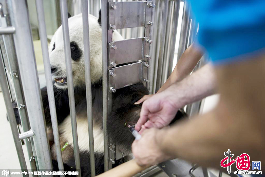 2015年6月30日，香港，兽医为10岁的大熊猫乐乐进行常规体检。