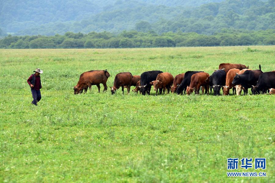 （美丽中国）（5）高山湿地大九湖风光