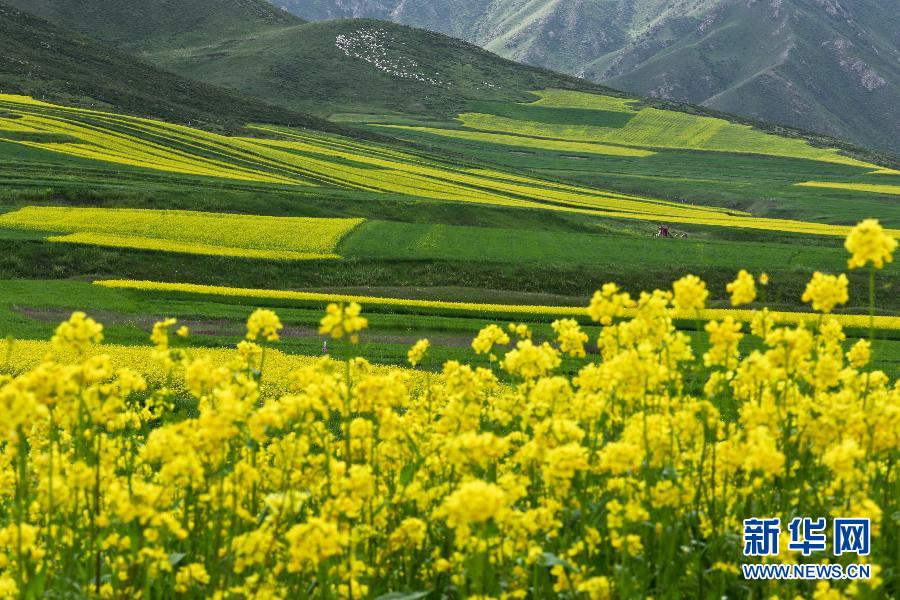 #（美丽中国）（2）甘肃民乐油菜花海燃情盛夏