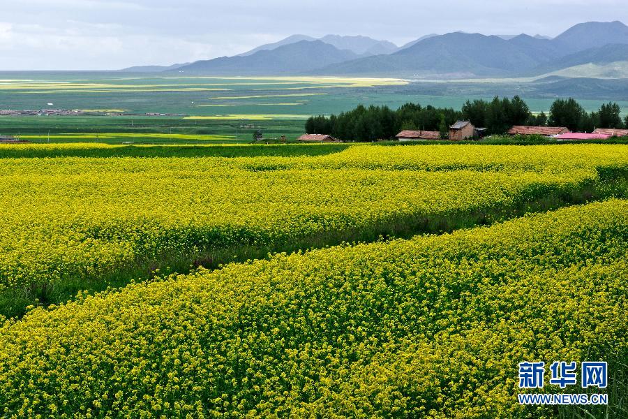 #（美丽中国）（3）甘肃民乐油菜花海燃情盛夏