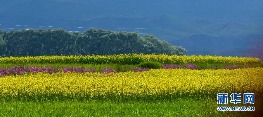 #（美丽中国）（5）甘肃民乐油菜花海燃情盛夏
