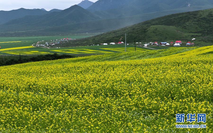 #（美丽中国）（7）甘肃民乐油菜花海燃情盛夏